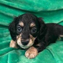 Asparagus - Black and cream male Dachshund puppy in Memphis, Tennessee from River City Doxies