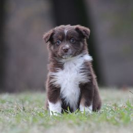 SweetPea-1800 - Red tri-color female Australian Shepherd puppy in Star City, Arkansas from Circle P Farm