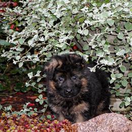 Red Collar - Black and red female German Shepherd puppy in Howell, Michigan from Sheyenne’s Shepherds