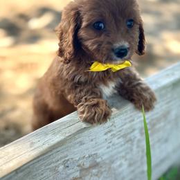 Jeremy - Red male Cavapoo puppy in Mint Hill, North Carolina from DoodleForever