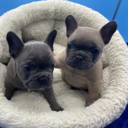 French Bulldog Puppies from Mississippi Sound Frenchies