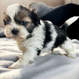AKC-Terra - Tricolor Shih Tzu puppy in Mooresville, North Carolina from Juji Shih Tzu
