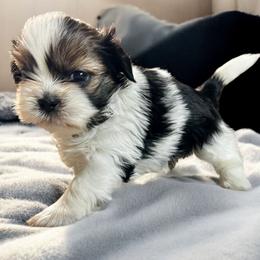 AKC-Terra - Tricolor Shih Tzu puppy in Mooresville, North Carolina from Juji Shih Tzu