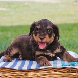 Piper's Red Boy - Red tri-color male Aussiedoodle puppy in Burkesville, Kentucky from Bline’s Awesome Aussies & Doxies at the Bline Family Farm