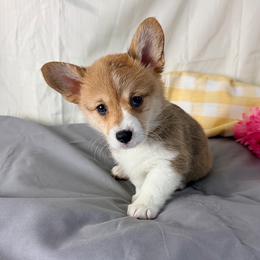 Penny - Red female Pembroke Welsh Corgi puppy in El Dorado Springs, Missouri from Trixie Dixie