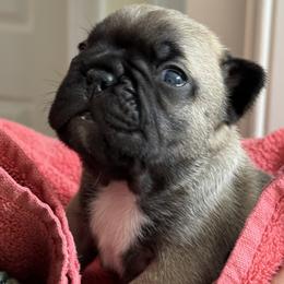 Boy2 - Fawn male French Bulldog puppy in South Kingstown, Rhode Island from Deolin