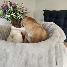 Shiba Inu Puppies from Shiba Shenanigans