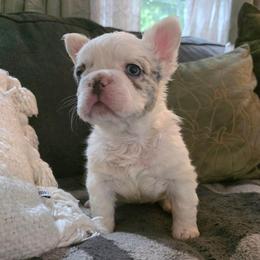 Draco Malfoy - White male French Bulldog puppy in Franklinton, North Carolina from Sweet Carolina Kennel