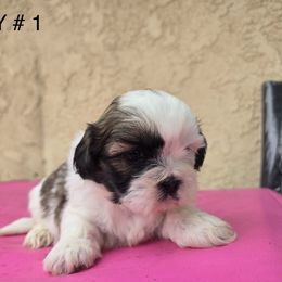 Puppy 1 - Brindle and white female Shih Tzu puppy in Whittier, California from Shihtzu