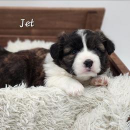 Jet - Brindle and white male American Corgi puppy in Concrete, Washington from Wigglebutts American Corgis