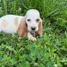 Dolly - Lemon and white female Basset Hound puppy in Oronogo, Missouri from Dutton's Show Me Farms