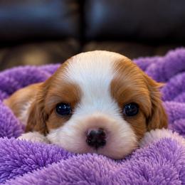 AKC Daisy - Blenheim female Cavalier King Charles Spaniel puppy in Port Angeles, Washington from God Speed Paws