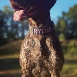 German Shorthaired Pointers from Shallow Water Gundogs