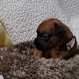 White - Fawn female Boxer puppy in Franklin, Georgia from Lakeside Kennels of Franklin