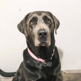 Lizzy - Dilute Retriever