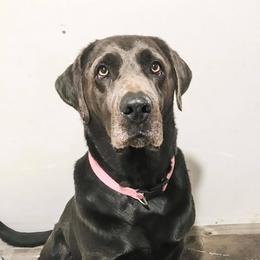 Lizzy - Dilute Retriever