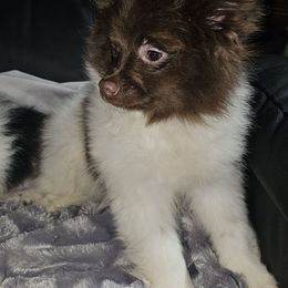 Hunnibunnies beau - Chocolate Pomeranian puppy in Cleveland, Ohio from Hunnibunnies