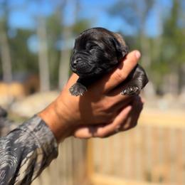 Black -Boy - Yellow male Leonberger puppy in Gilmanton, New Hampshire from Stonewall Leonbergers