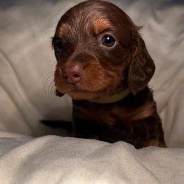 Green girl - Chocolate and tan female Dachshund puppy in Massies Mill, Virginia from Pigeon Hill Dachshunds