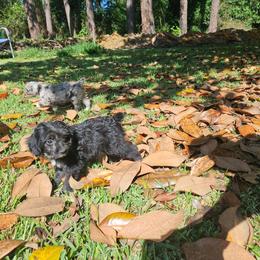 Small mini Brave - Black and white male Aussiedoodle puppy in Doerun, Georgia from Twig & Tail Puppies