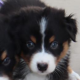 Currant - Black tri-color female Australian Shepherd puppy in Colorado from Firestone Australian Shepherds