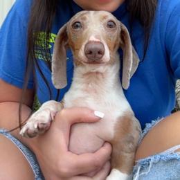 Astro - Dachshund