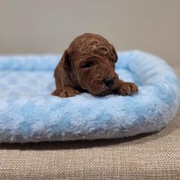 Yeti (AKC) - Red  male Poodle puppy in Rainbow City, Alabama from Spinks Poodles