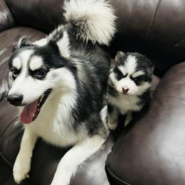 Pomskies from Grand Canyon State Pomsky