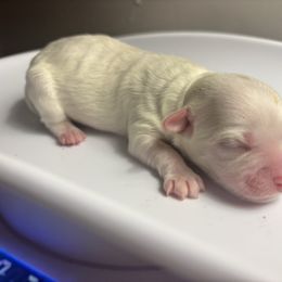 Girl 1 - White female Maltese puppy in Raleigh, North Carolina from Loveable Litters