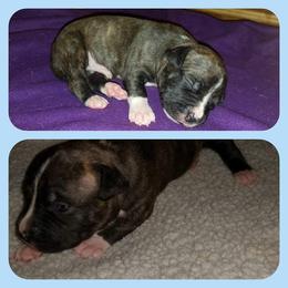 American Pit Bull Terrier Puppies from Kaotic APBTs