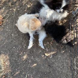Pomeranian puppies from Cobb Mountain Shih Tzus, Paragon Pomeranians