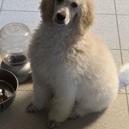 Pembroke Welsh Corgi and Poodle Puppies from Blue Diamond Kennel