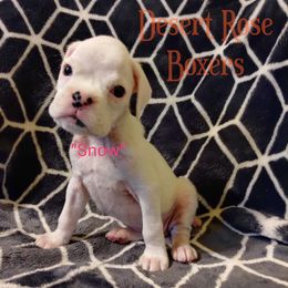 Boxer Puppies from Desert Rose Boxers