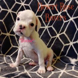 Boxer Puppies from Desert Rose Boxers