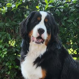 Louis - Bernese Mountain Dog