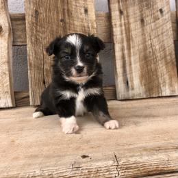 Pembroke Welsh Corgi and Toy Australian Shepherd Puppies from Double Bar H Corgis & Aussies