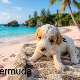 Bermuda - Parti female Goldendoodle puppy in Forest, Ohio from Mini Doodle Buddies