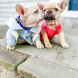 French Bulldog Puppies from Hudson Valley Frenchies