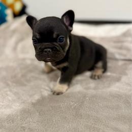 Theo - Tricolors male French Bulldog puppy in Neosho, Missouri from K2S Frenchies