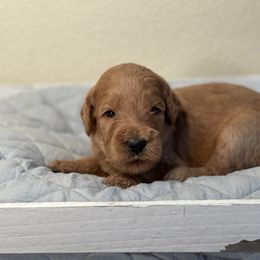 Double Doodle, Goldendoodle, Labradoodle, and Poodle Puppies from Amore Doodles & Poodles