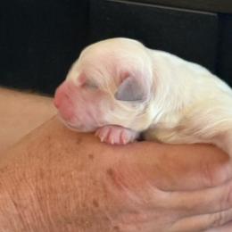 Girl 4 reserved - Light golden female Golden Retriever puppy in College Station, Texas from Golden Care Golden Retrievers