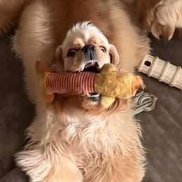 Cocker Spaniel puppies from Top Notch Cocker Spaniels