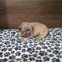 Male 2 - Liver male Shih Tzu puppy in Meadows Of Dan, Virginia from Walt’s Shih Tzus