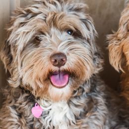Minnie - Australian Labradoodle
