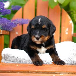 Bodhi - Phantom male Bernedoodle puppy in Spokane, Washington from Lilac City Doodles