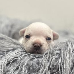 Chanel - Cream French Bulldog puppy in East Brunswick, New Jersey from Pardon Our Official Frenchies