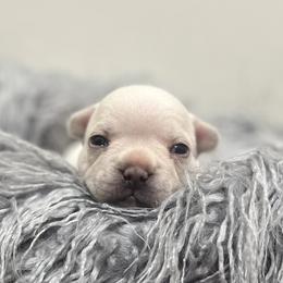 Chanel - Cream French Bulldog puppy in East Brunswick, New Jersey from Pardon Our Official Frenchies