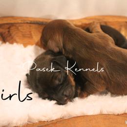 Dachshund Puppies from Pasek Kennels