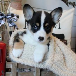 Pembroke Welsh Corgi Puppies from Rhone River Farm Pembroke Welsh Corgis