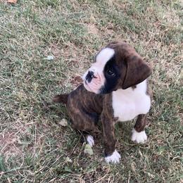 Boxer All Grown Up from Rorschach Boxers